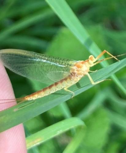 Potamanthus luteus